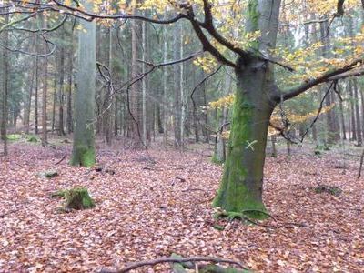 Neben Fichten knnen sich 160-j. Buchen im Dauerwald zu wertvollen Exemplaren entwickeln.