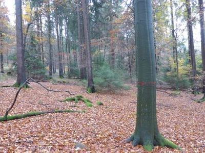 Einzelne,"schlechter veranlagte/entwickelte" Laubhlzer verbleiben als Biotopbume und bereichern den Dauerwald biologisch und optisch.